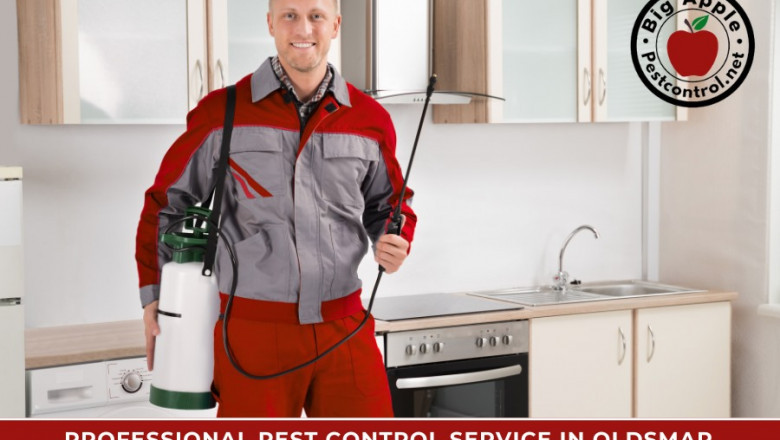 Why Pest Control Matters in Oldsmar