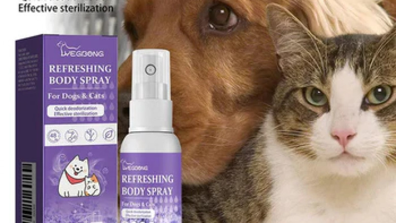 Trendy & Personalized Pet Apparel — Shop Custom Styles for Your Furry Friend!