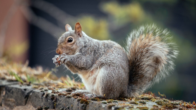Who should I call to remove a squirrel from my home?