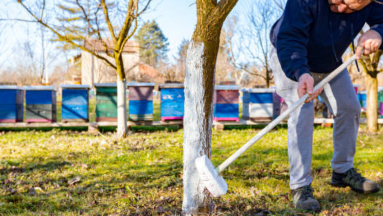 The Safest Way to Trim Trees Near Bee Nests
