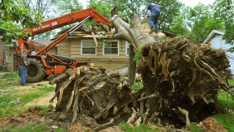 Local & Affordable Tree Service – Get a Free Estimate Now!