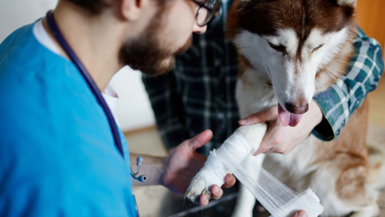 After-Hours Emergency Veterinarian Services: Why Quick Action Could Save Your Pet’s Life