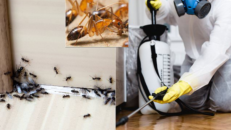 Ant Pest Control Las Vegas | Effective Ant Removal for Homes