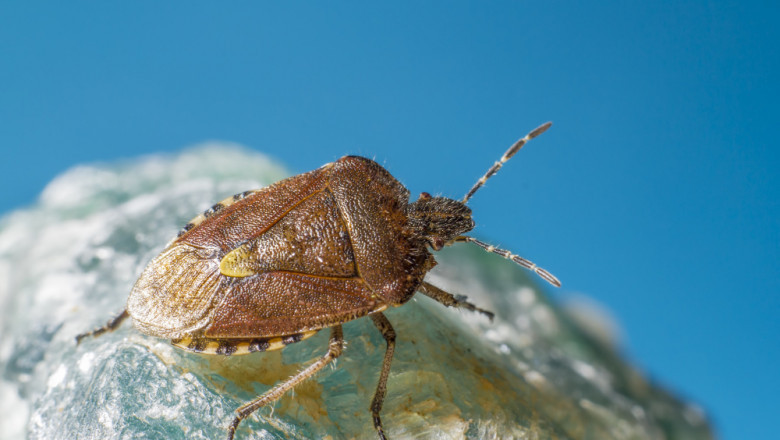Why Heat Treatment Is the Best Bed Bug Solution in Lake Orion