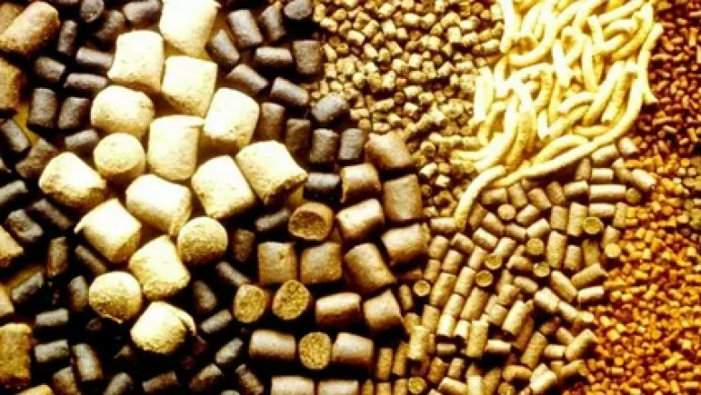 Feed Enzymes Market Research: Growth Drivers, Trends, Innovations, and Global Industry Outlook