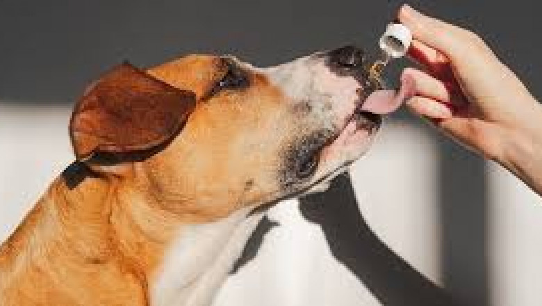 Pet Supplement Market Summary: Overview, Trends, and Growth Prospects