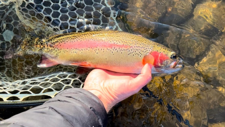 Rainbow Trout Market Consumer Preferences and Economic Impact on Aquaculture Sector Development