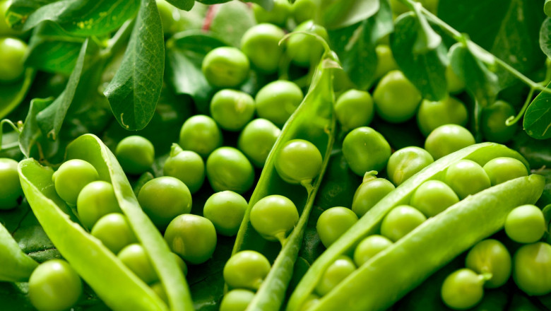 Regulatory Support for Natural Additives Boosts Growth in the Pea Fiber Market