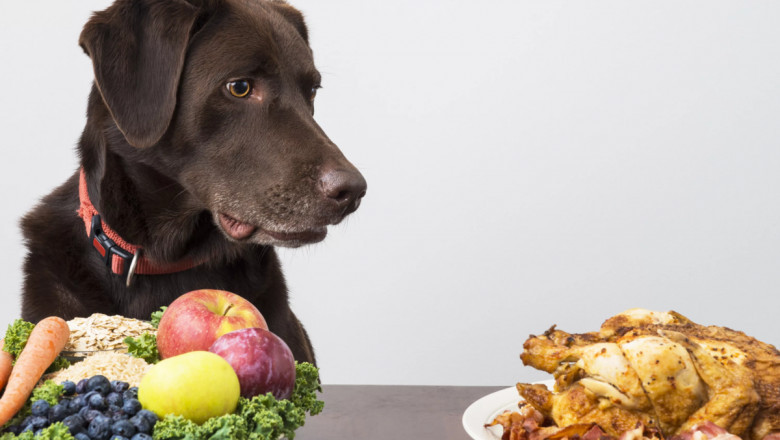 Pet Food Market Dynamics Shift with Increased Focus on Allergy-Friendly and Digestive Health Products