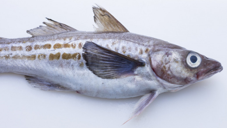 Post-Pandemic Recovery Opens New Growth Channels in the Global Wild Pollock Market