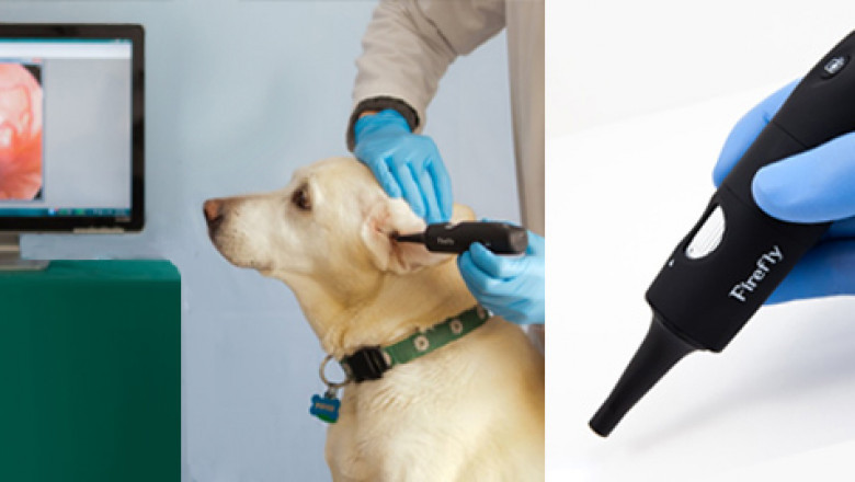 Veterinary Endoscope Market Witnesses Upsurge with Demand for Equine and Livestock Endoscopic Applications