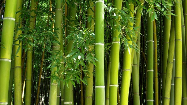 Bamboos Market Value Analysis and Strategic Insights 2025–2032