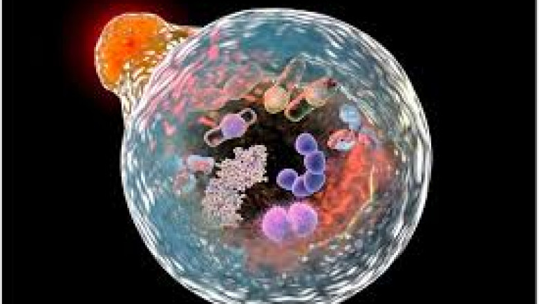 Biophotonics Market Size, Share, and Opportunities Analysis Report 2021 - 2030