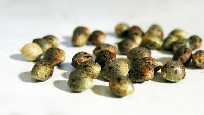 Cannabis Seeds Market Registers Growth With Increased Legal Cultivation Permits for Small-Scale Growers