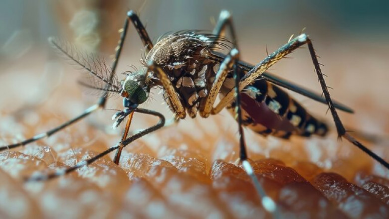 Say Goodbye to Pests: Reliable Mosquito Control Services in Las Vegas