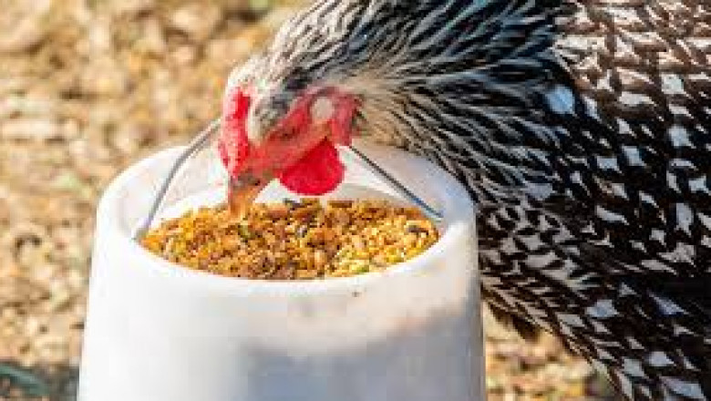 Poultry Feed Market Threats: Key Risks Impacting Industry Stability and Growth