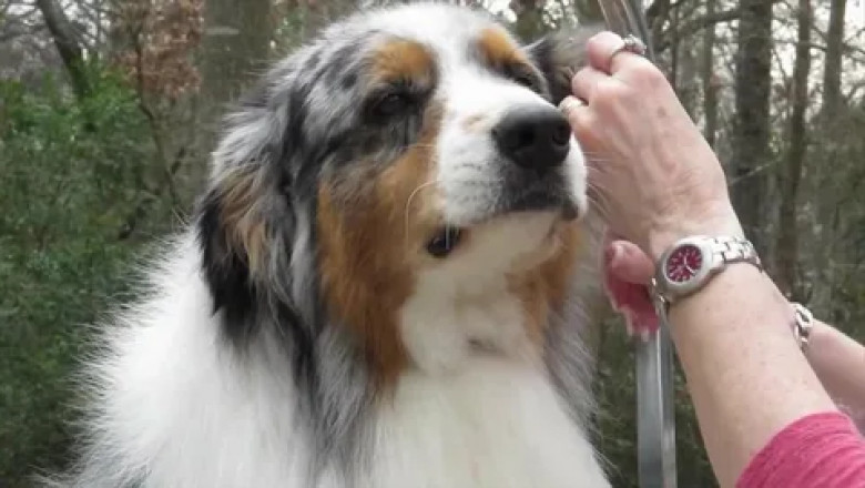 Australian Shepherd Grooming Guide by Kontota