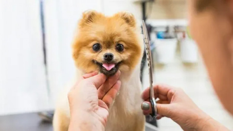 What is Kontota Pet Grooming Franchise Explained