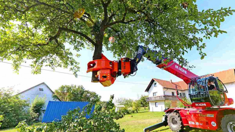 Affordable Tree Service Houston: Expert Trimming & Removal