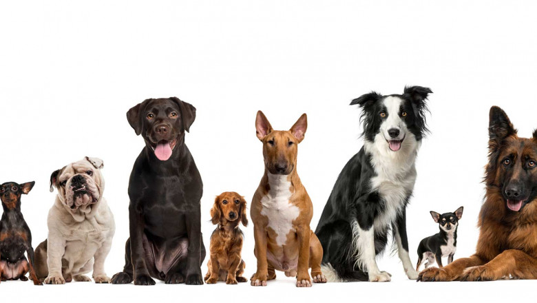 Boulevard Animal Hospital