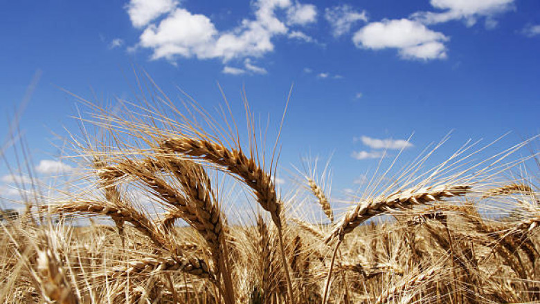 Optimizing Crop Acreage for Maximum Yield and Sustainability