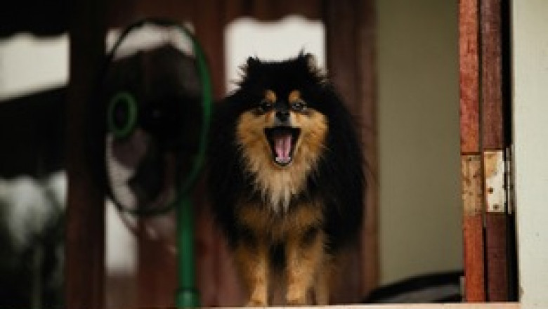 Top Barking Control Methods to Keep Your Dog Calm and Quiet