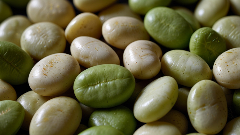 Lima Bean Price Trend: Global and Regional Demand, Chart & Graph| IMARC Group