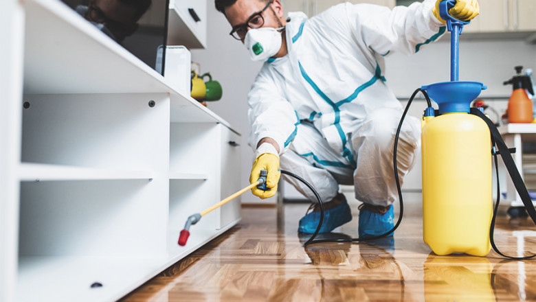 Top 5 Questions to Ask Before Hiring a Pest Control Service