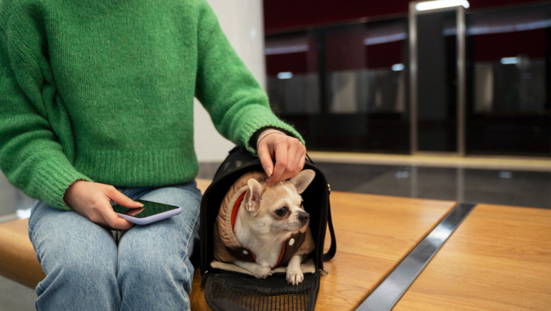 How Pet Boarding in West Palm Beach Is Evolving in 2025