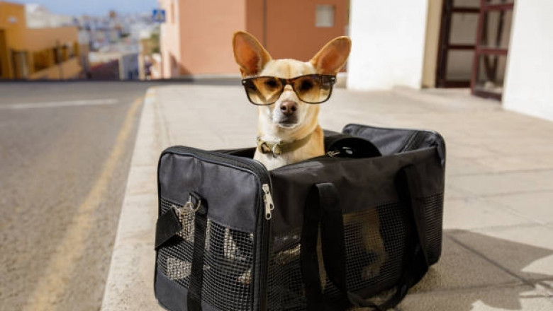 The Ultimate Guide to Selecting the Right Dog Pet Carrier Bag