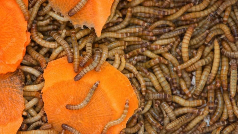 Earthworm Meal Market Research: Analyzing Growth, Opportunities, Trends, and Regional Demand Insights