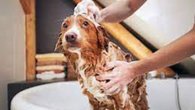 Non-Medicated Pet Shampoo Market Summary Highlighting Key Trends and Growth Drivers