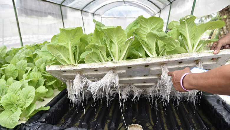 Hydroponics Market for Organic Produce: Clean Label and Health Conscious Trends