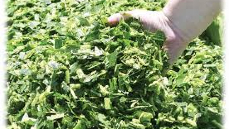 Corn Silage Market research shows export opportunities rising from Asia-Pacific and Latin America