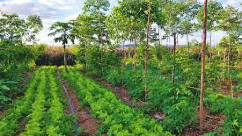 Regenerative Agriculture Market Threats Hindering Global Adoption and Market Growth