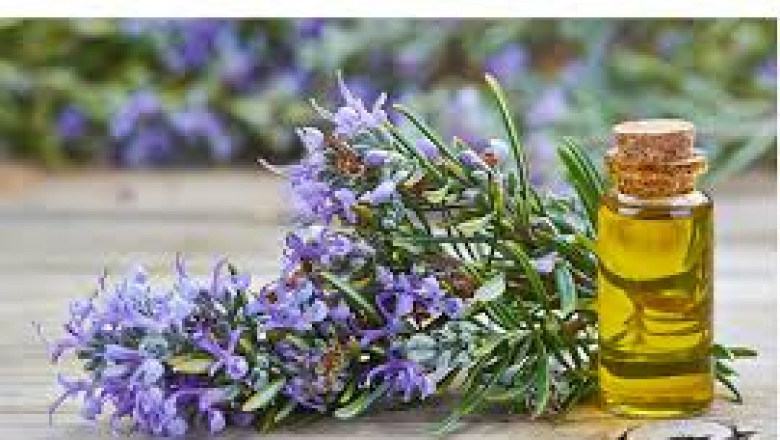 Rosemary Extract Market Threats Limiting Global Growth and Expansion Prospects