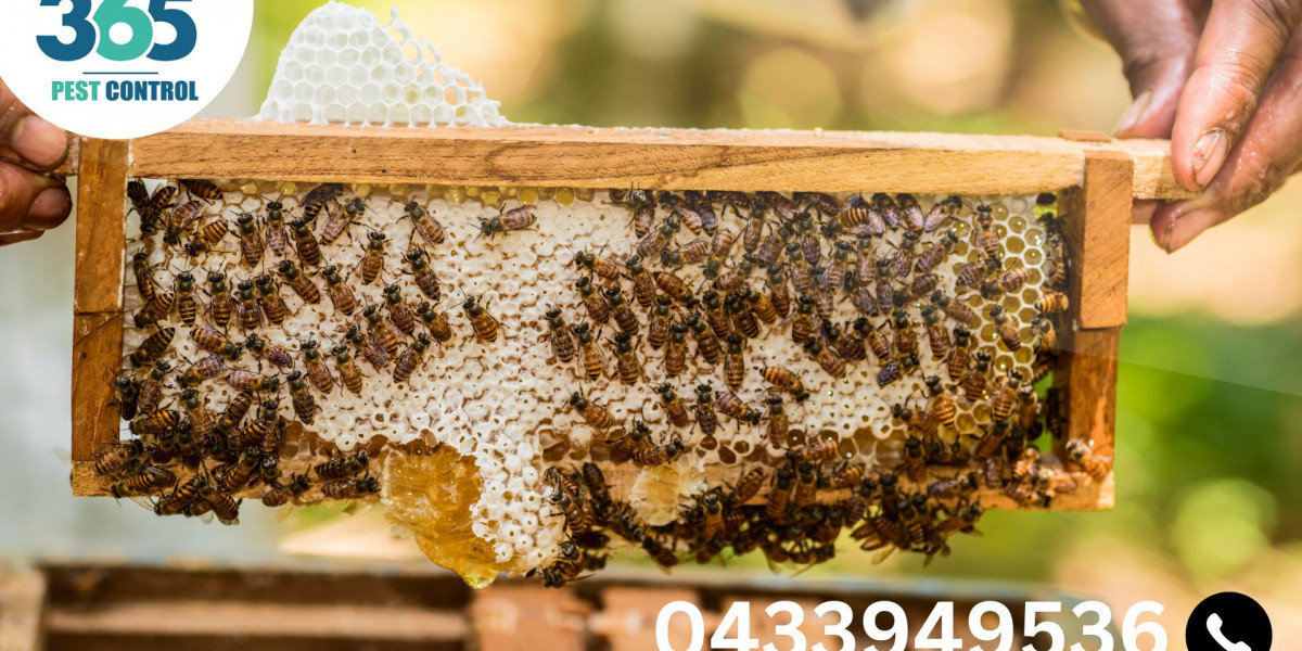 Bees Control in Melbourne: Comprehensive Solutions for a Bee-Free and Safe Environment