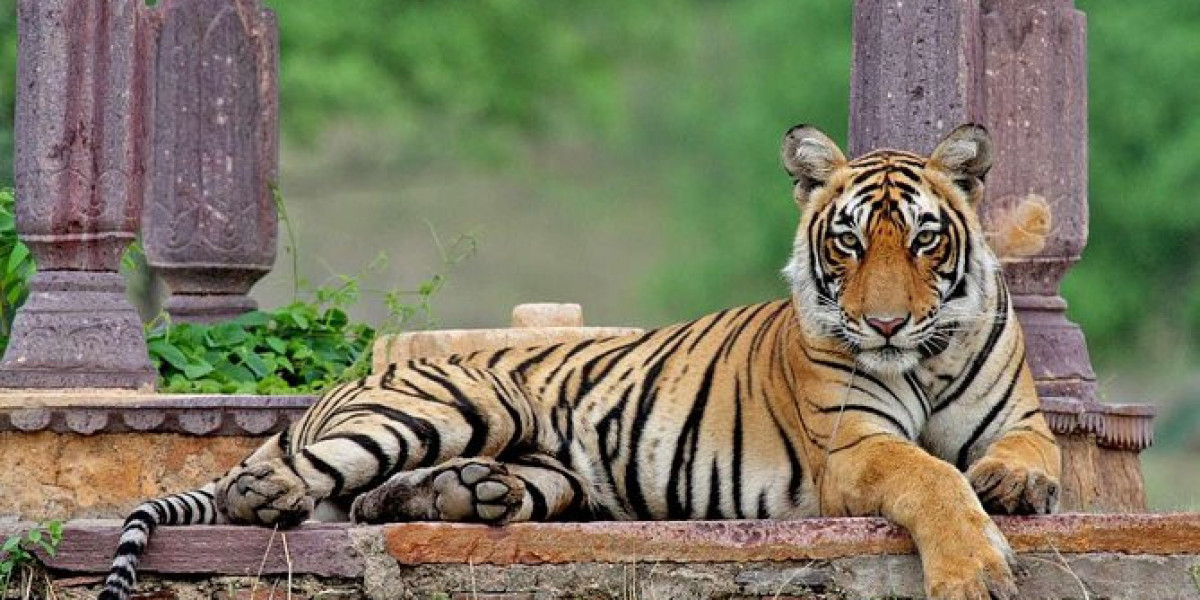 Golden Triangle Tour With Ranthambore By INCREDIBLE HERITAGE TOURS (Delhi, Agra, Ranthambore, Jaipur)