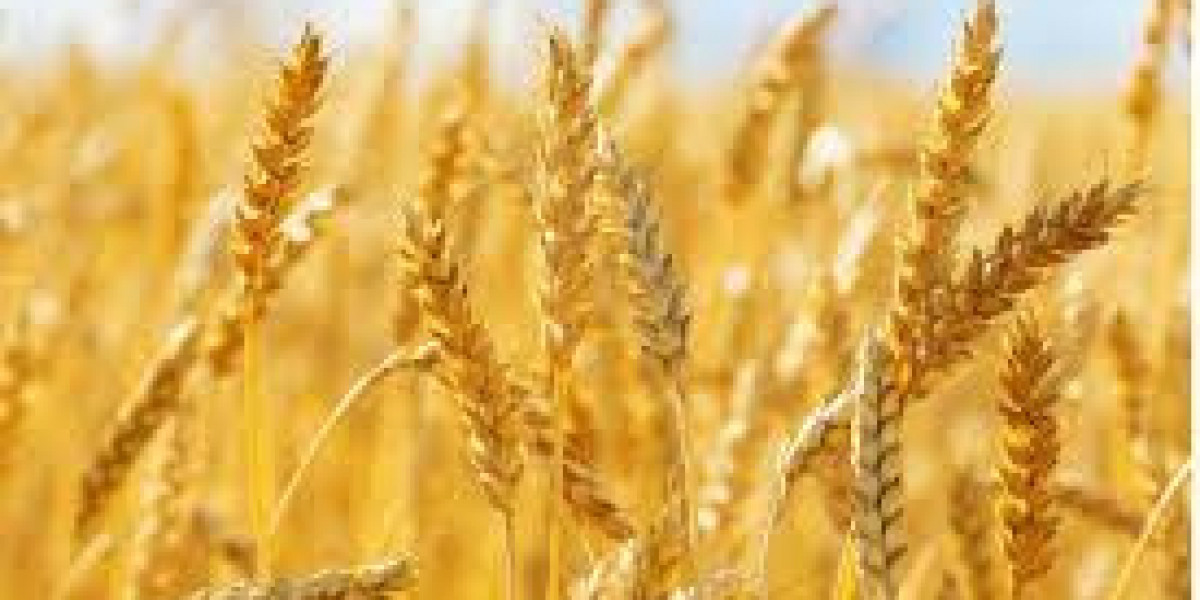 Global Wheat Market Size And Forecast Report 2024-2032