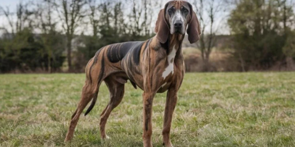 The Magnificent Pharaoh Hound: A Regal Companion with Ancient Roots