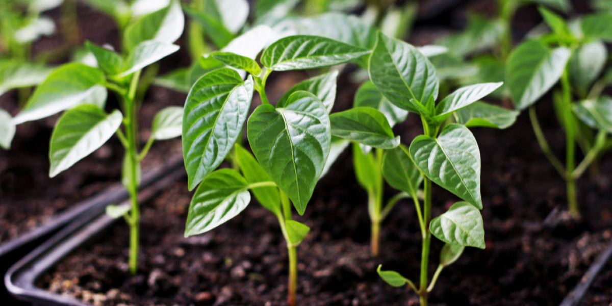 Pepper Seedlings