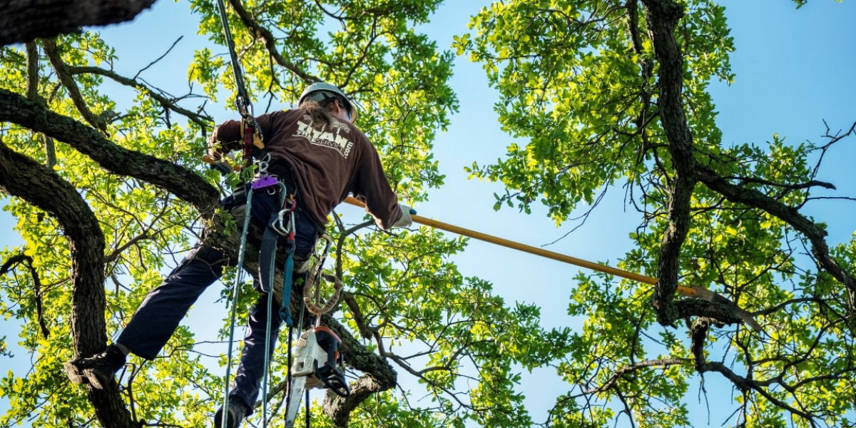 5-Star Reviews for Affordable Tree Service Houston Professionals