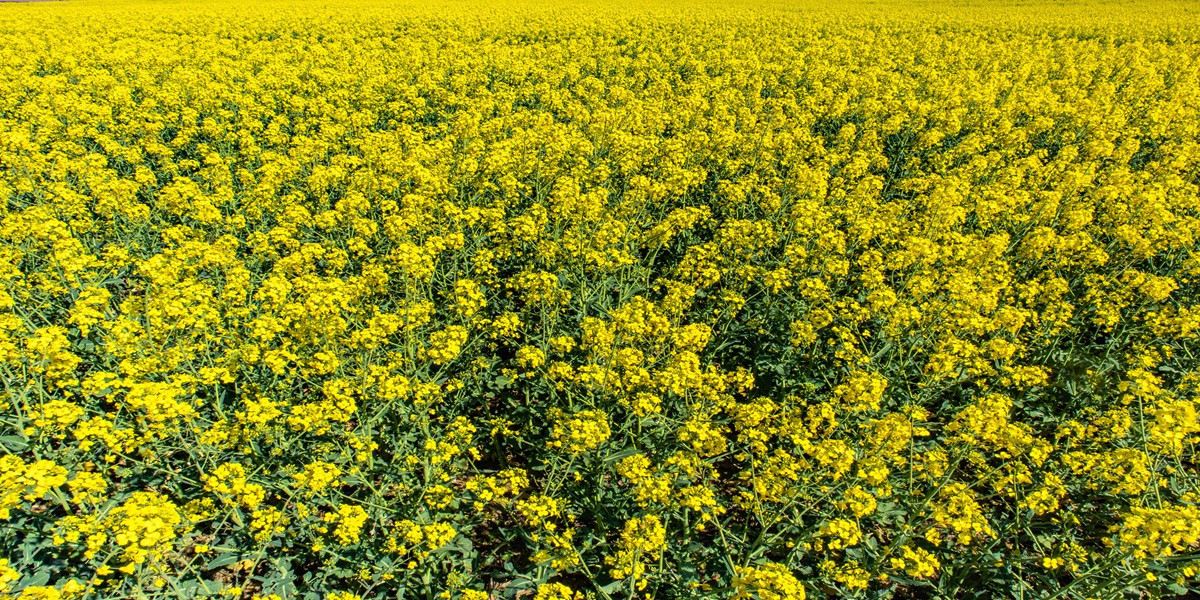 Mustard Farming in India A Profitable Crop