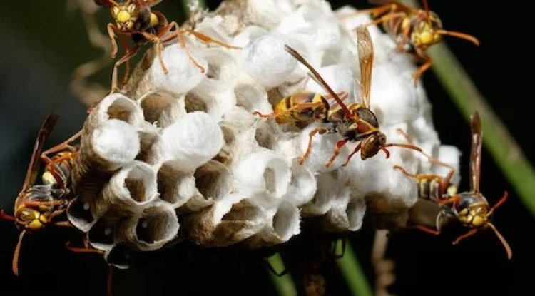 Australian Hornet Infestation? Get Expert Pest Control in Melbourne - Lockurblock News