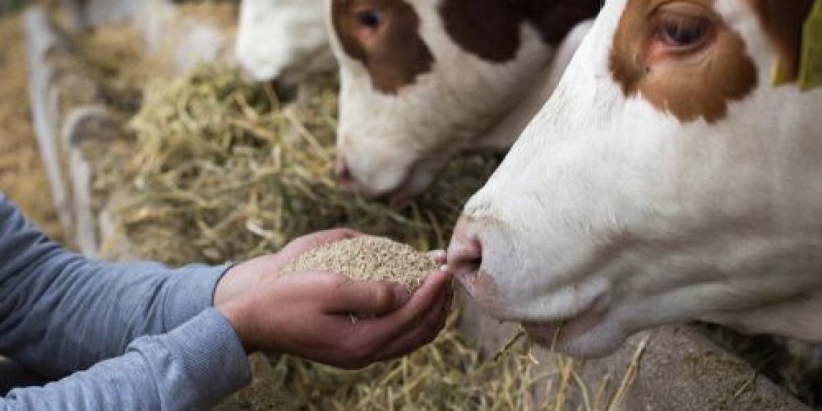 Cattle Feed Market Landscape: Growth Trends, Key Drivers, and Future Opportunities for Industry Players