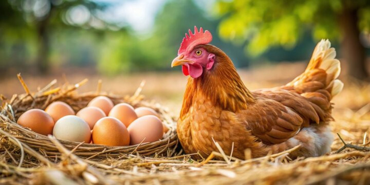 Egg Wholesale Price in Namakkal  Namakkal Egg Suppliers