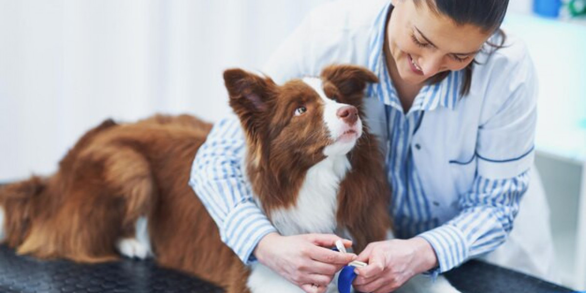 Comprehensive Veterinary Care in Qatar: Ensuring the Best for Your Pets