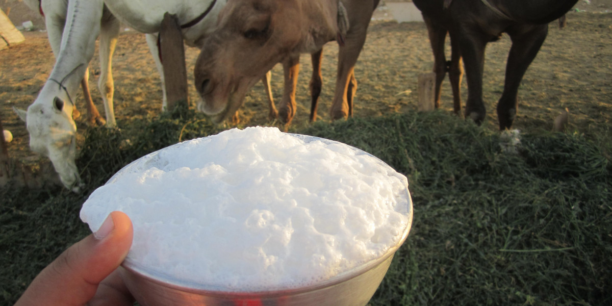 Camel Milk Market in Asia-Pacific: Growth Driven by Changing Dietary Patterns