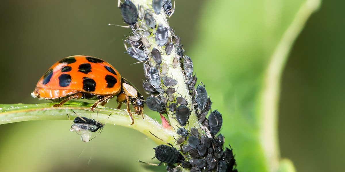 Biopesticides Market Growth Challenges Hindering Widespread Adoption and Sustainable Agriculture Progress